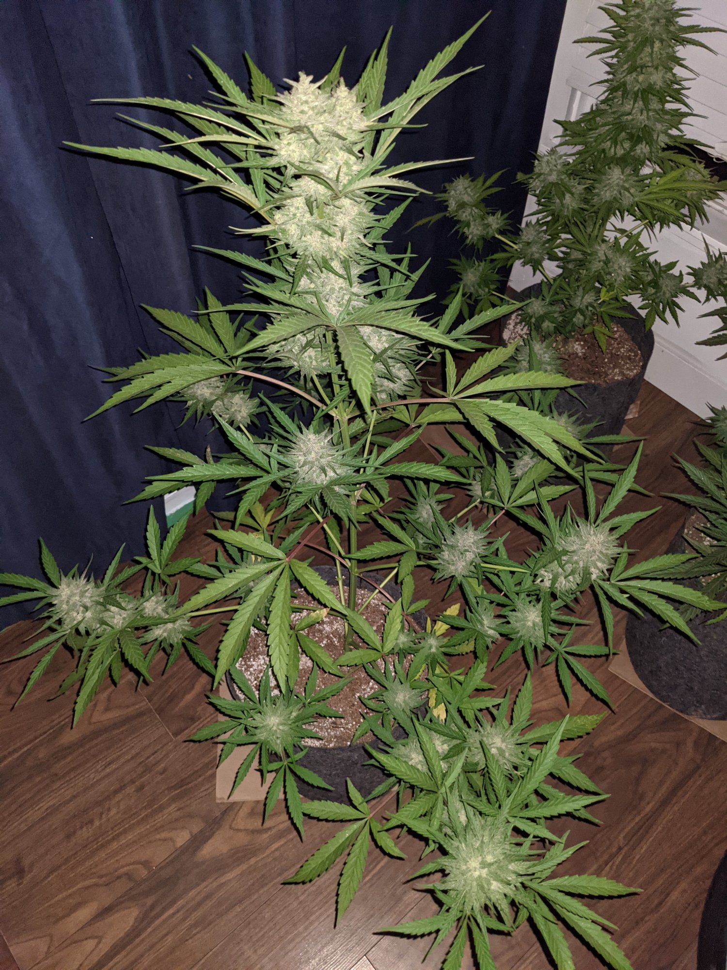 PXL 20210822 052949470