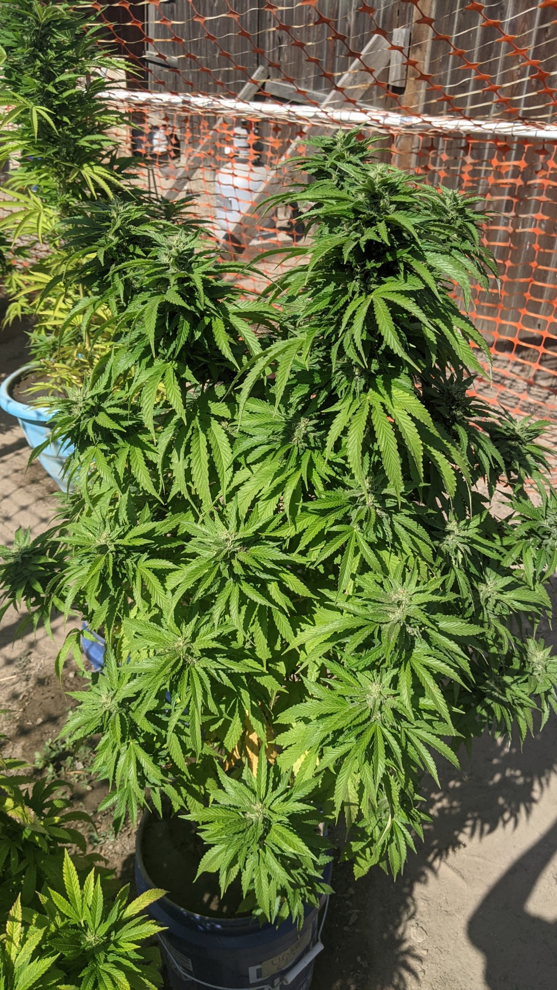 PXL 20210903 223210295