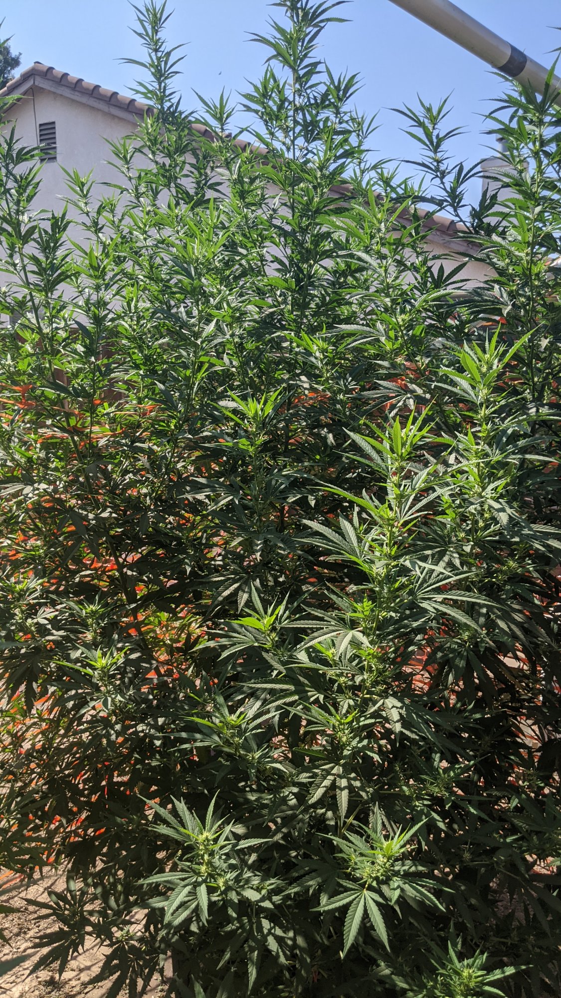 PXL 20210903 223329021