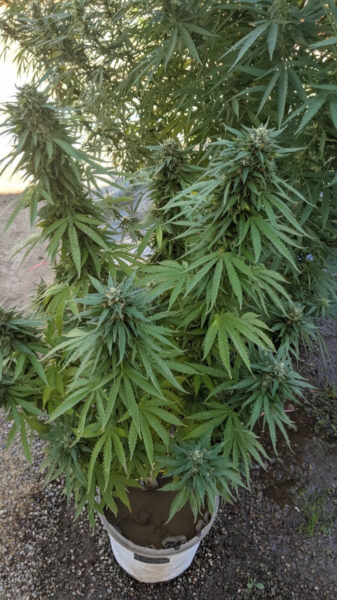 PXL 20210912 211547811