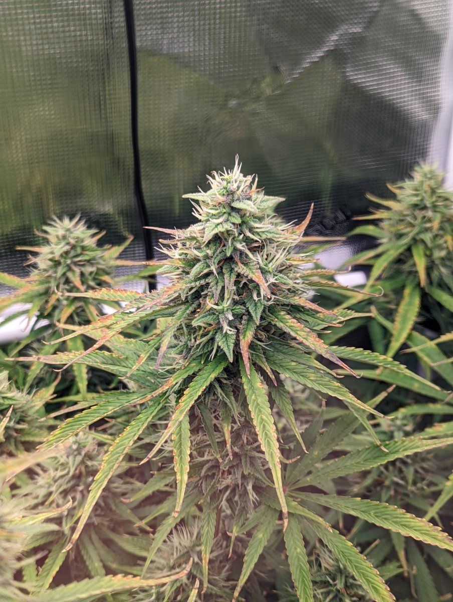 PXL 20220525 162440928
