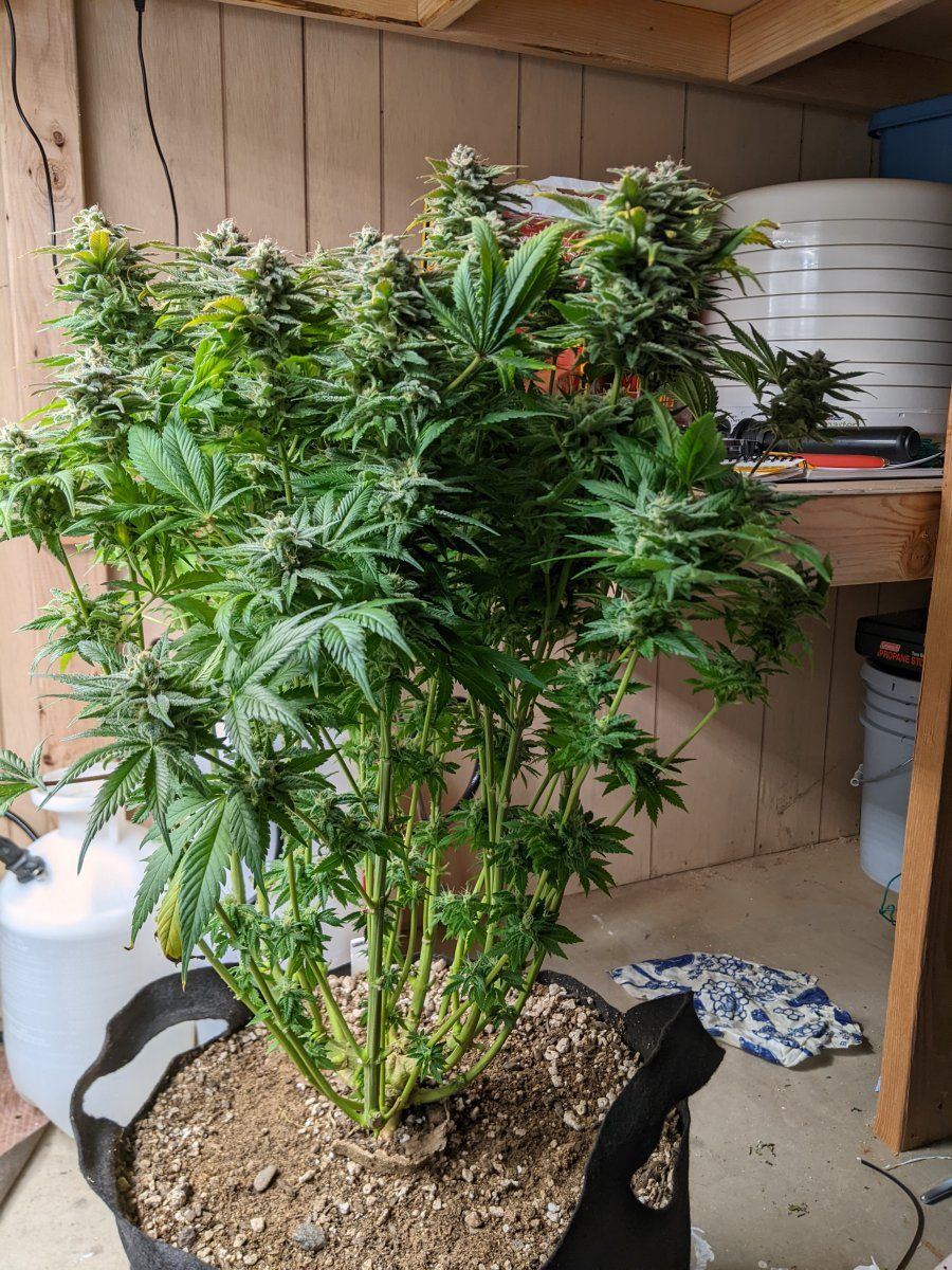 PXL 20220720 042730250