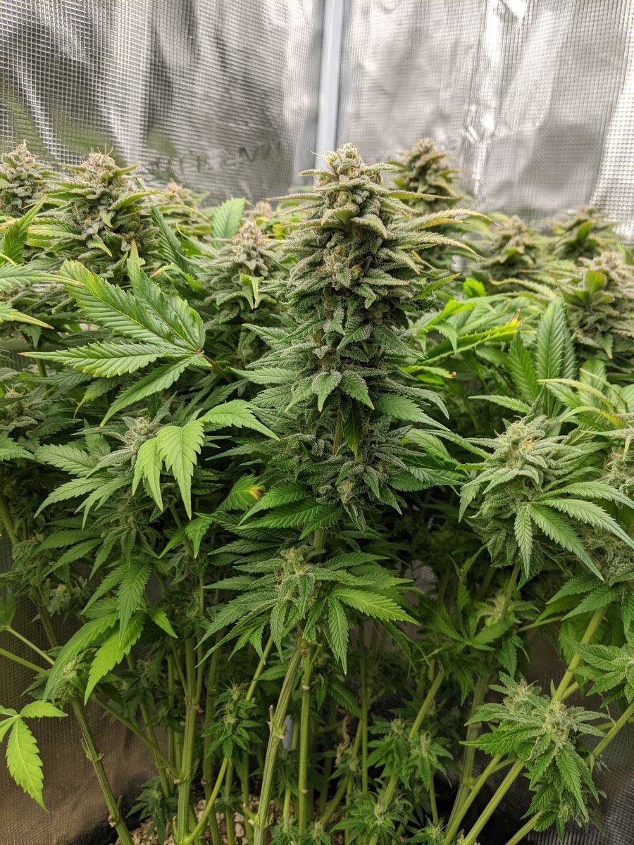 PXL 20220720 042907935
