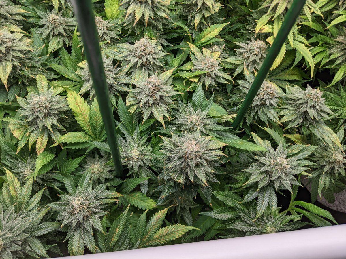 PXL 20220723 025128520