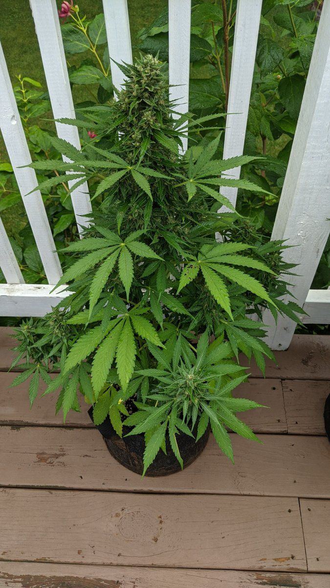PXL 20220723 121127565