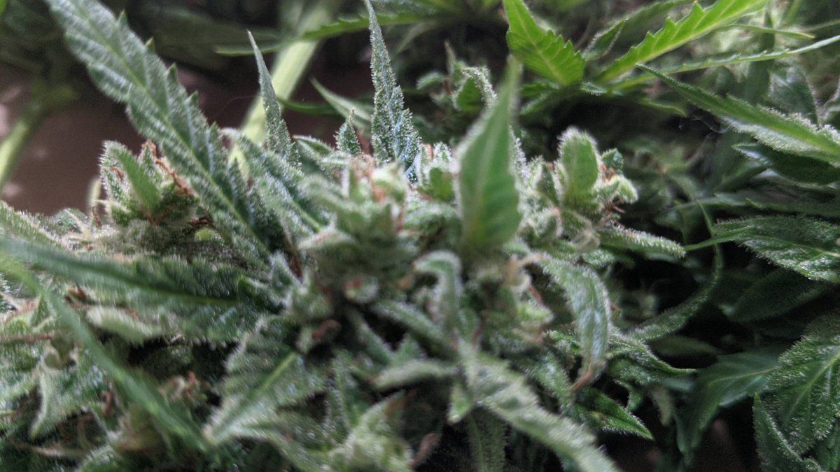 PXL 20220729 223921062
