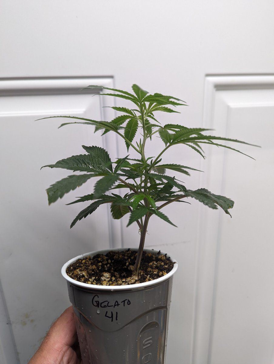 PXL 20220805 182428253