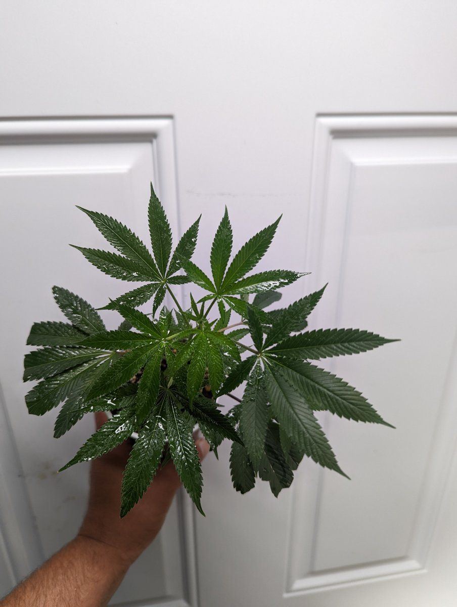 PXL 20220805 182451539
