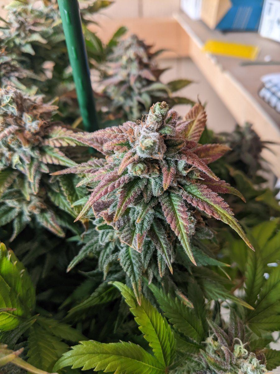 PXL 20220806 032817036