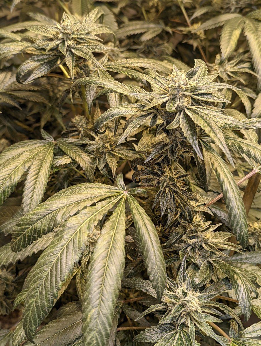 PXL 20220823 045851182