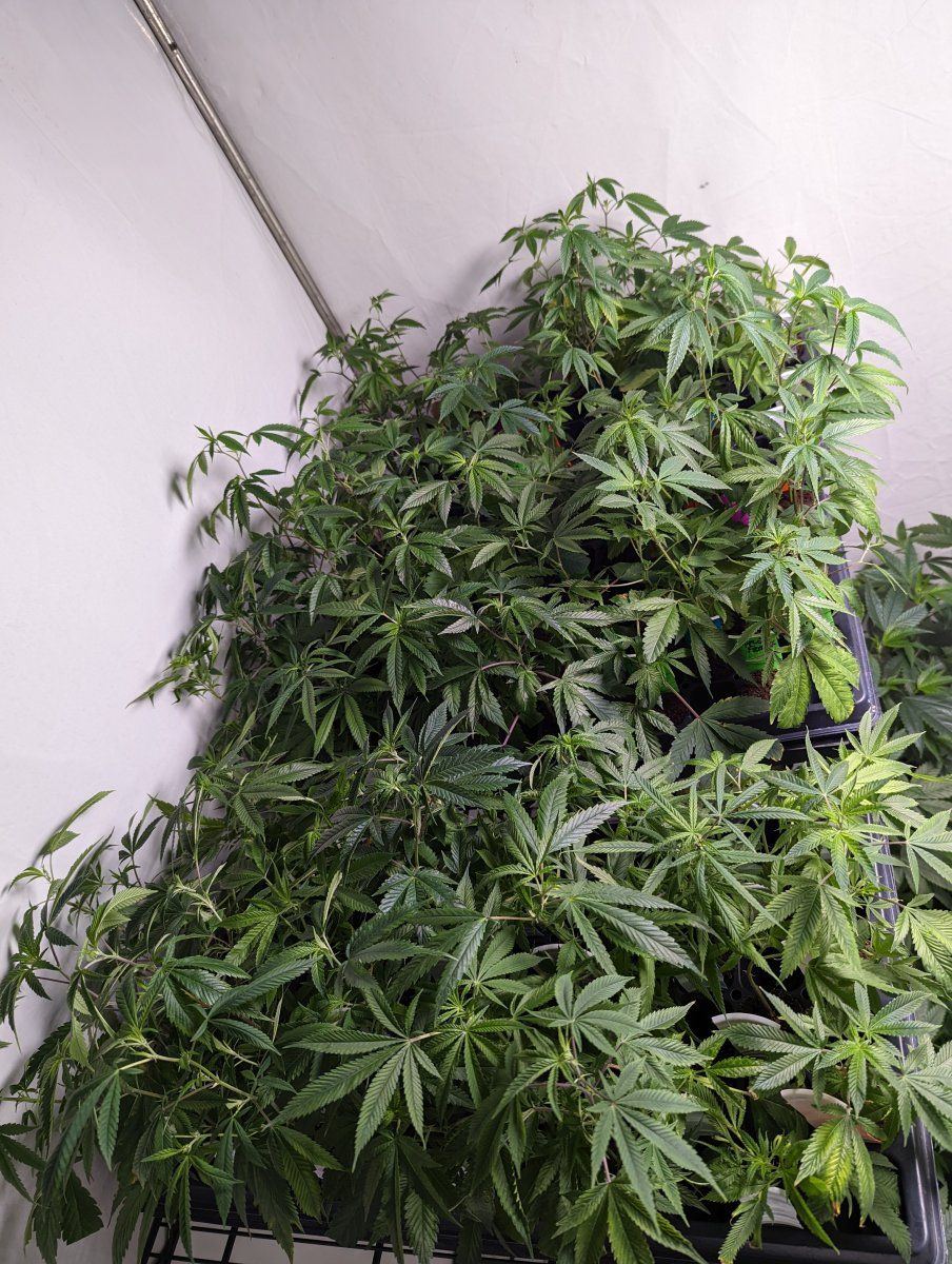 PXL 20220829 215753087