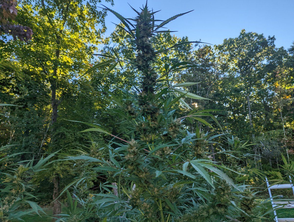 PXL 20220929 122647414