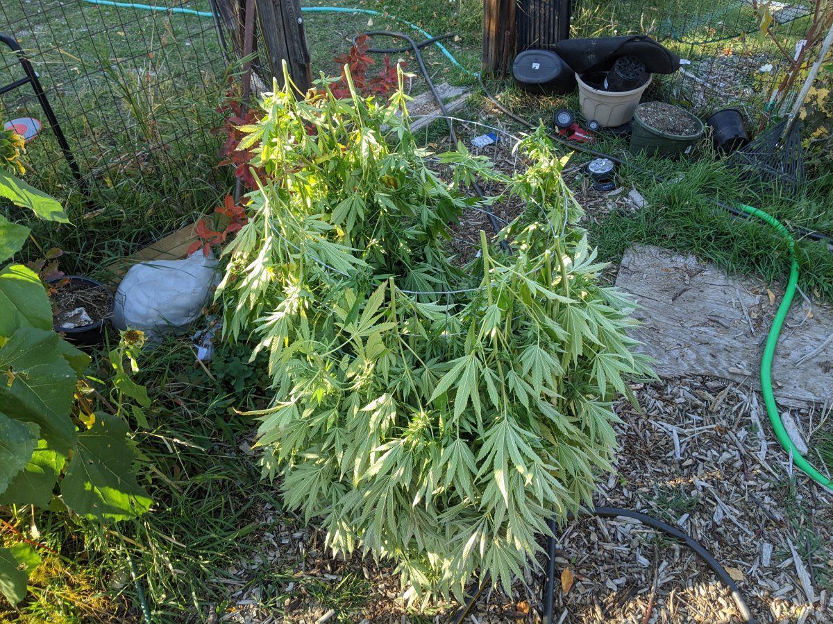 PXL 20221015 220804382