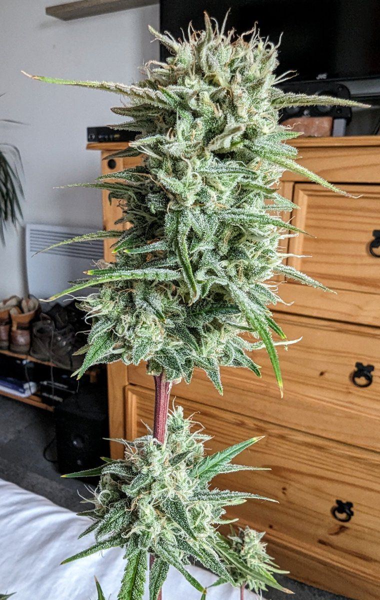 PXL 20230630 090443275