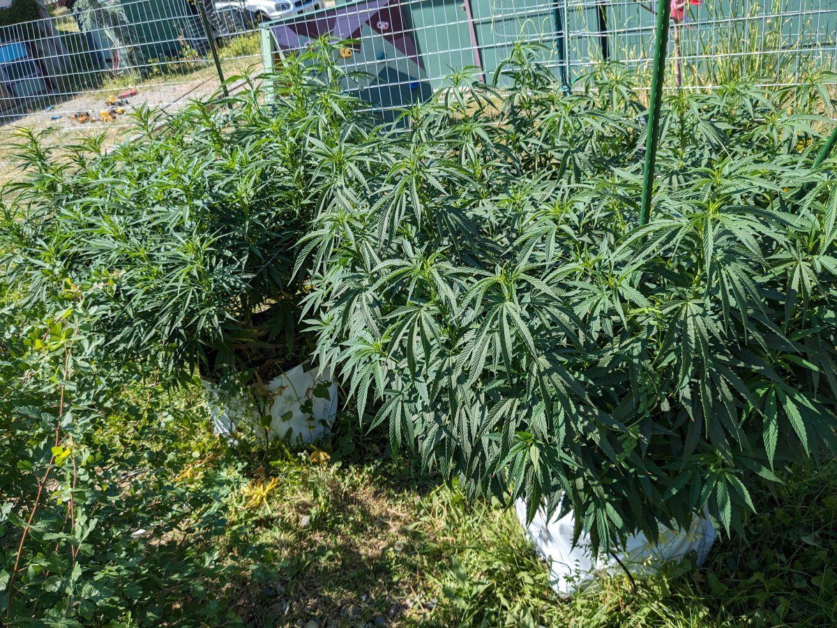 PXL 20230725 213142366
