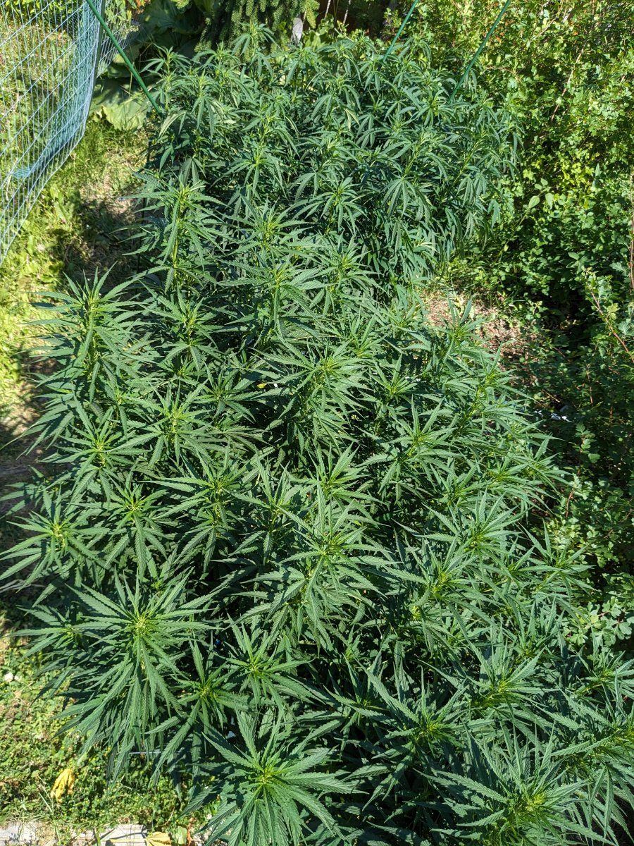 PXL 20230725 213215460