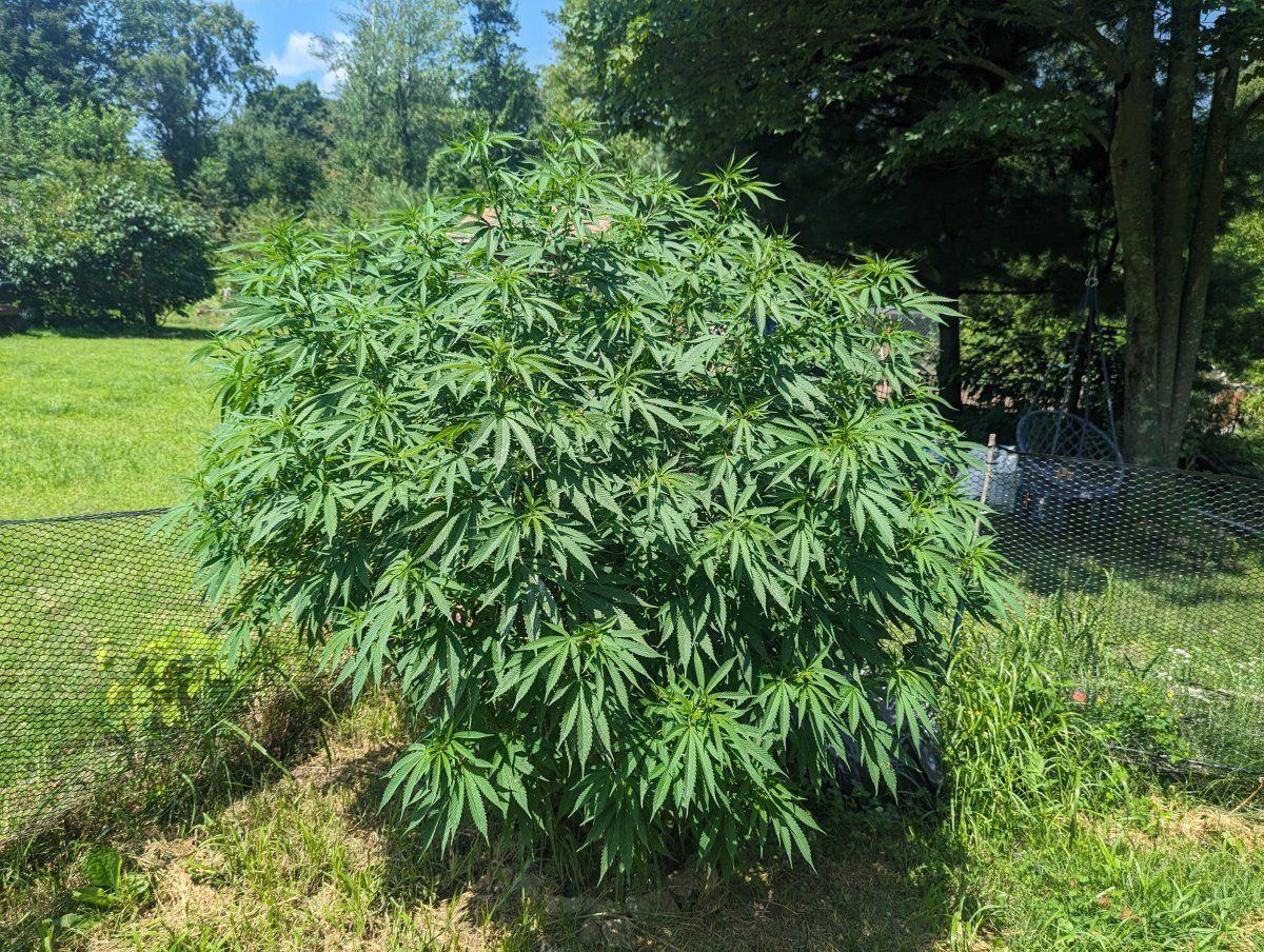 PXL 20230805 171533653