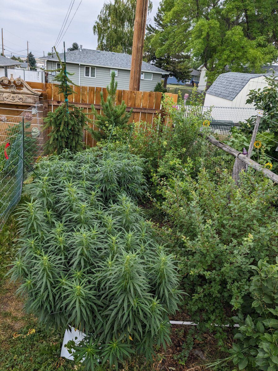 PXL 20230805 214057947MP