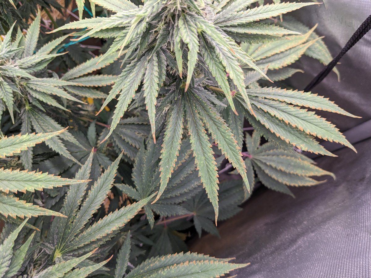 PXL 20230822 191238423