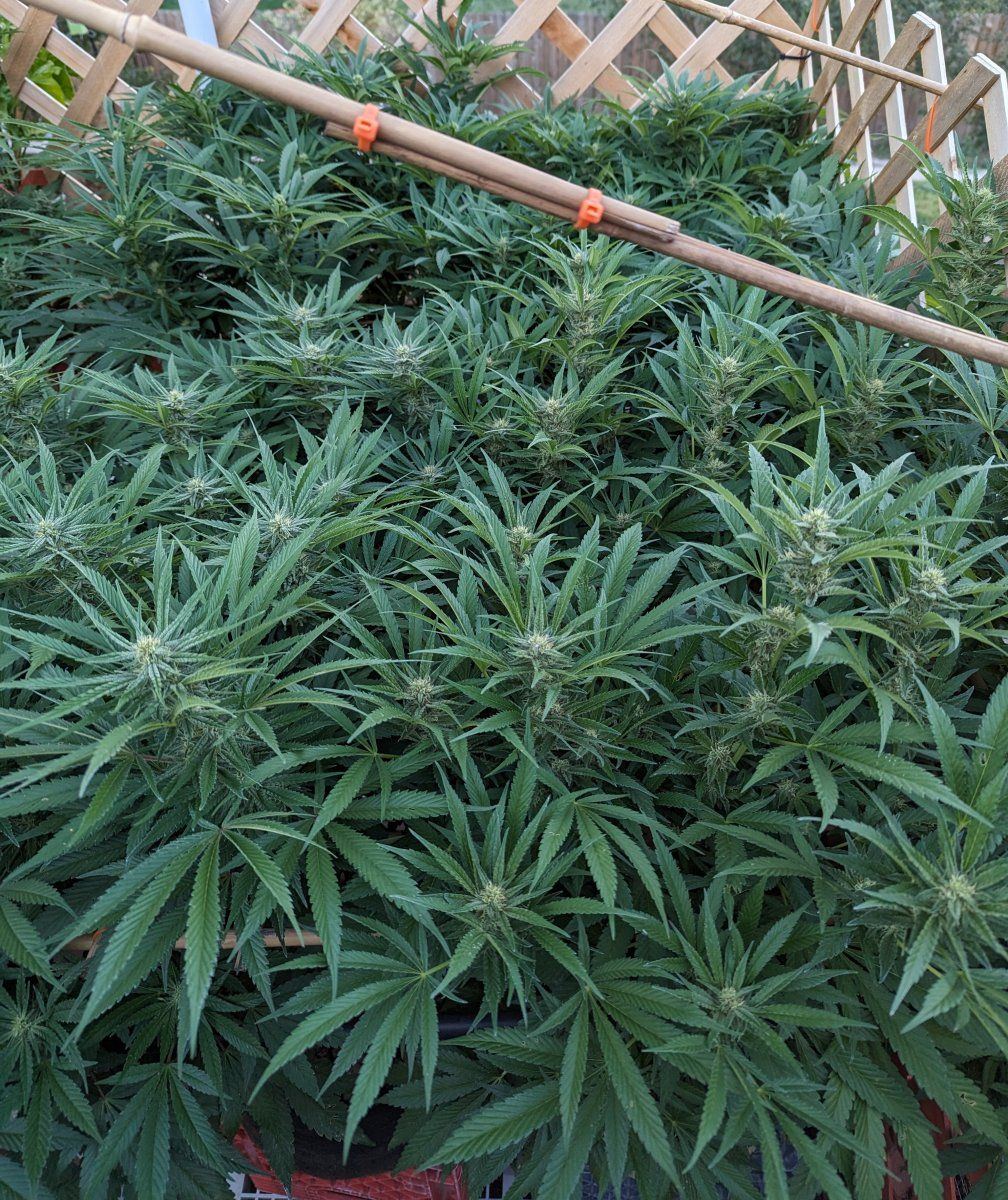 PXL 20230907 012435623