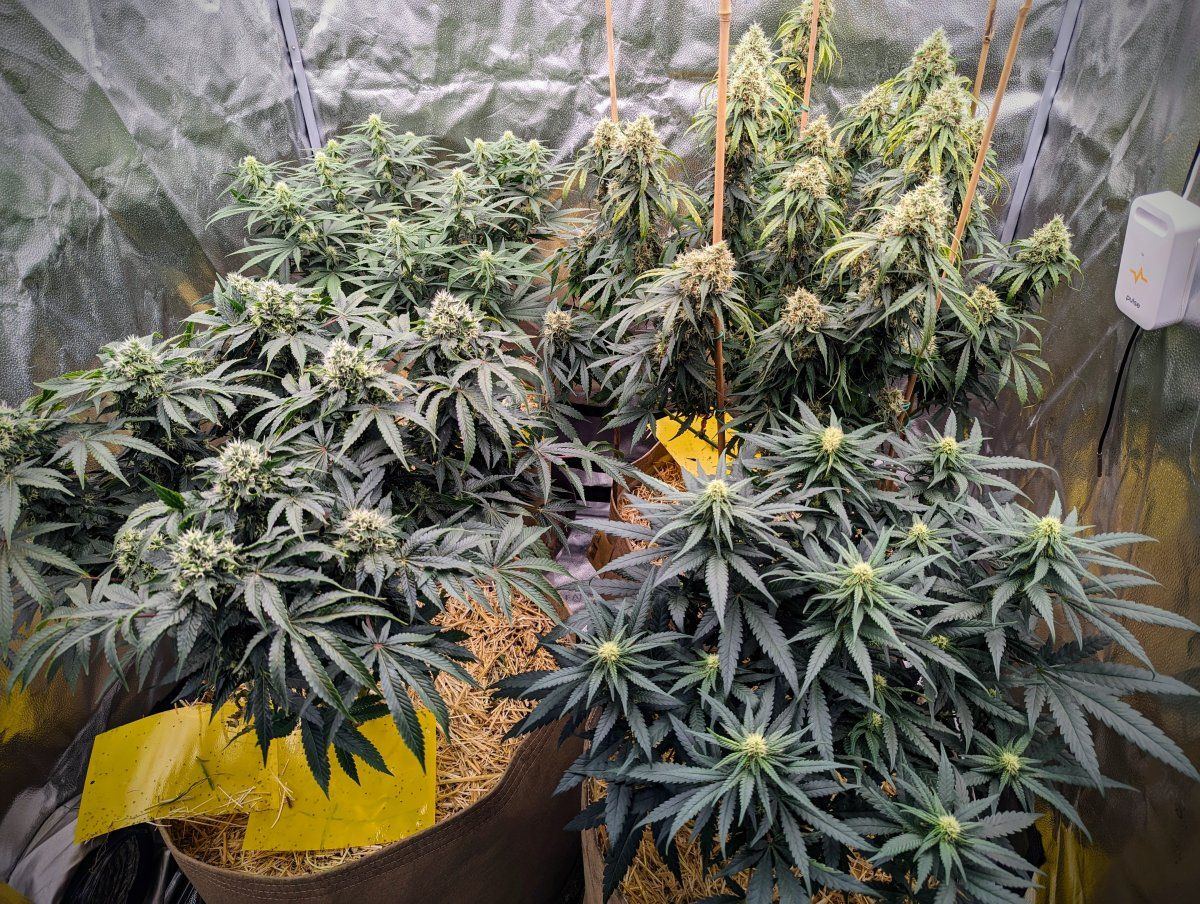 PXL 20231126 064017345