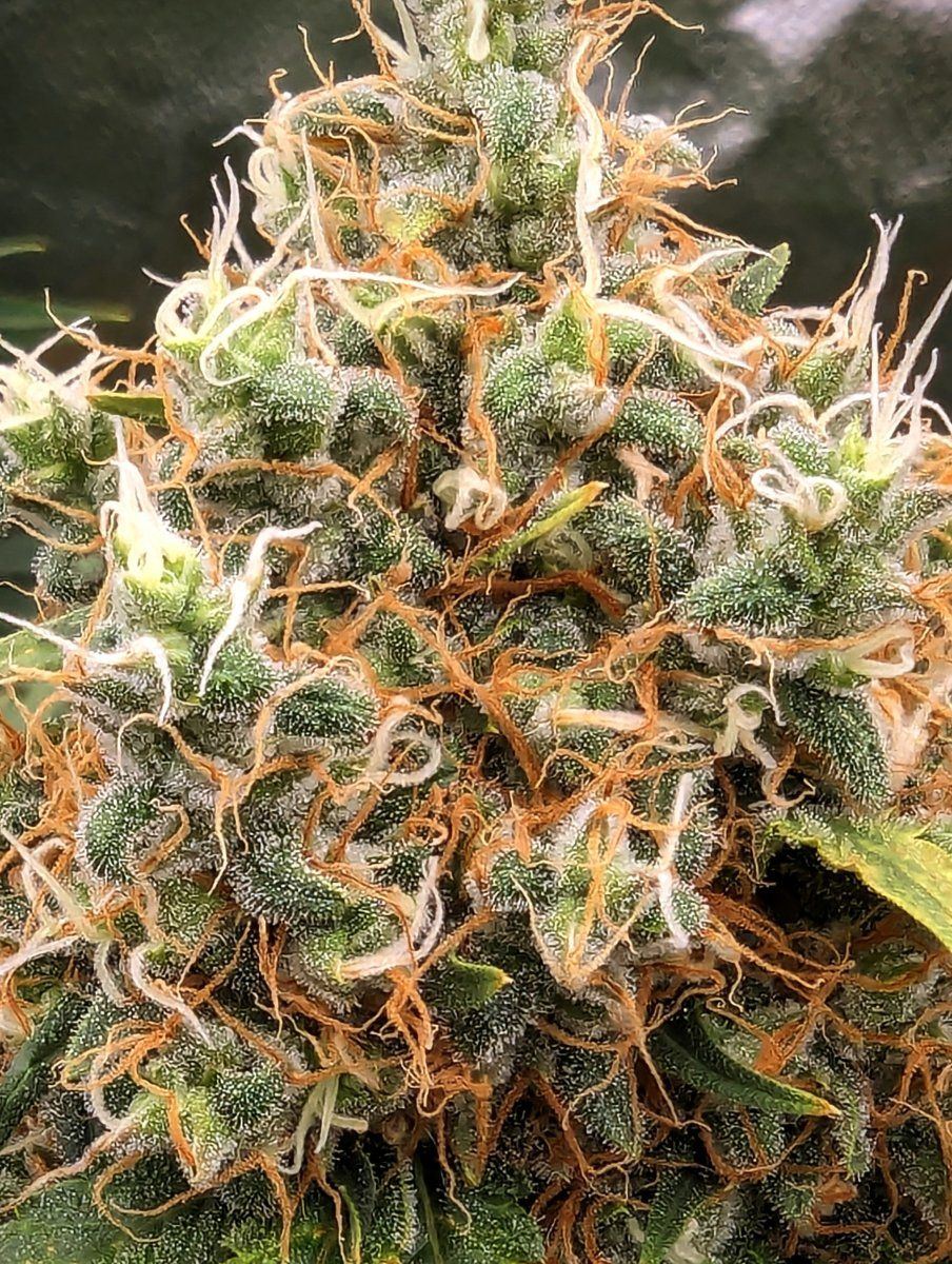 PXL 20231209 0457211552