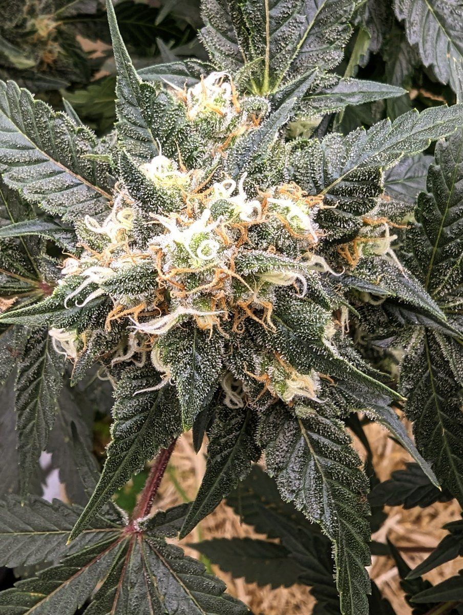 PXL 20231211 033906212