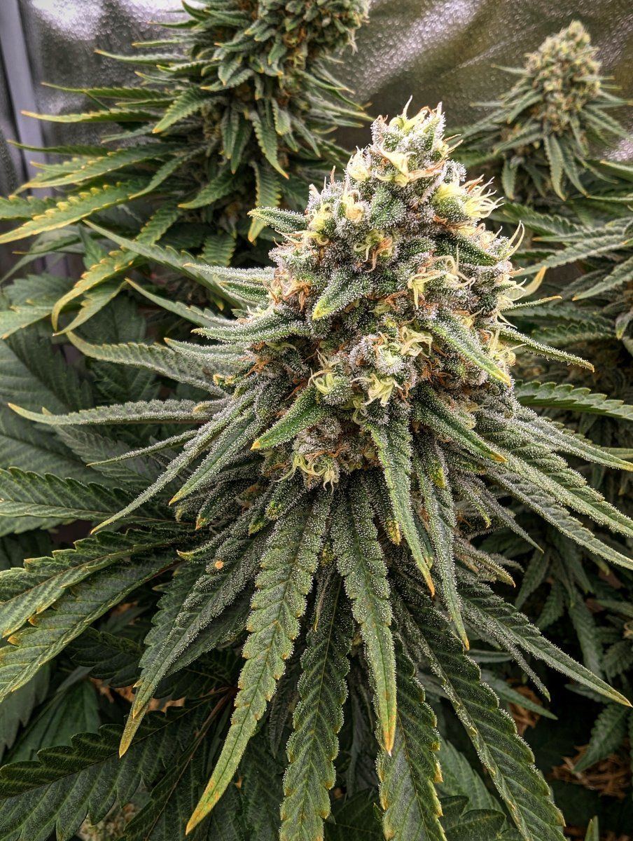 PXL 20231223 0335079312