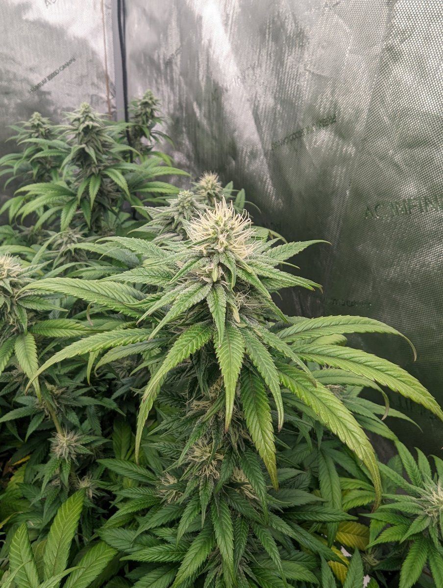 PXL 20240121 171804587