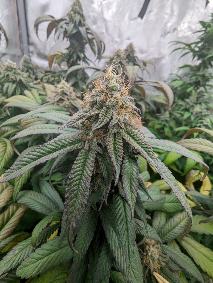 PXL 20240127 140947391