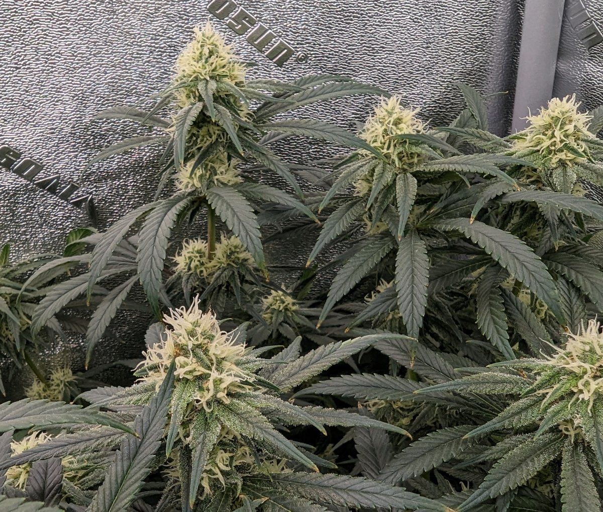 PXL 20240312 1154316412