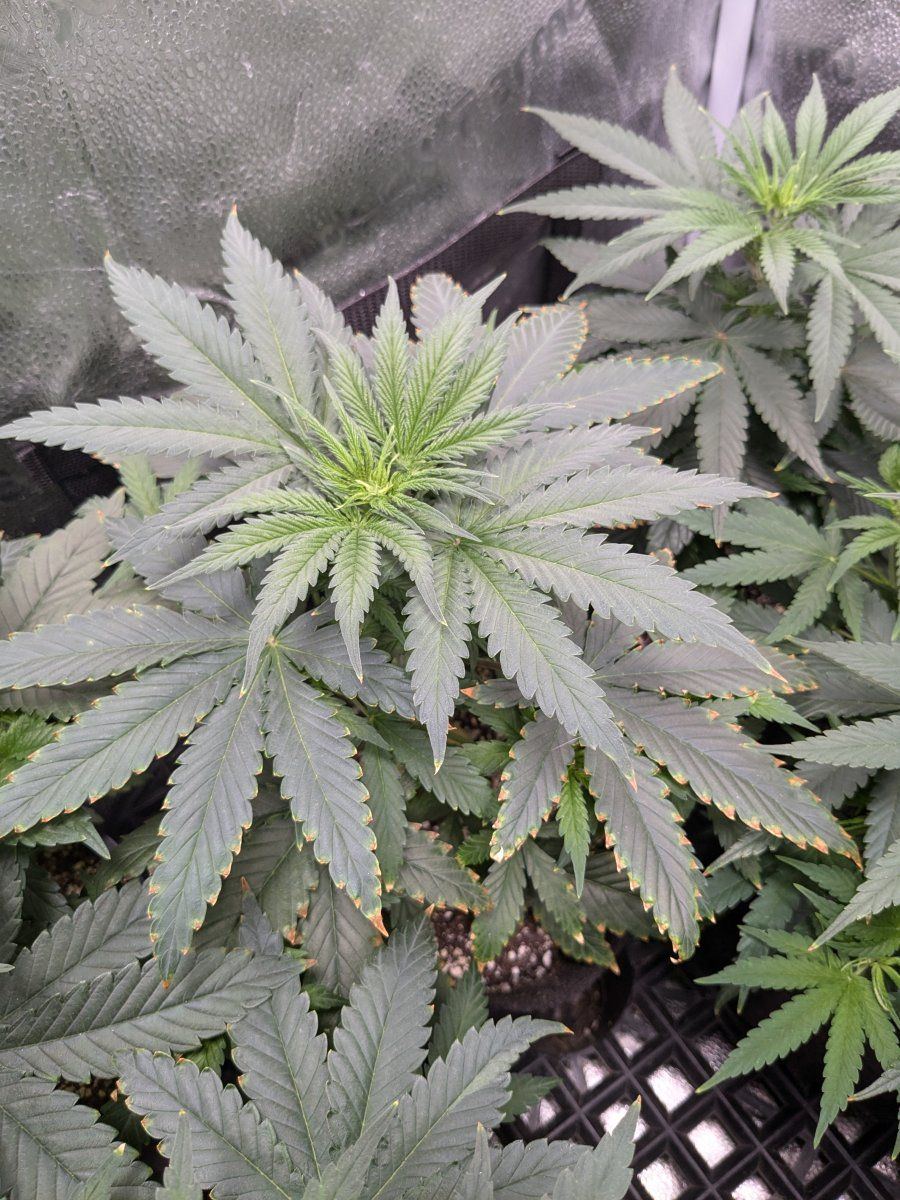 PXL 20240805 044455181