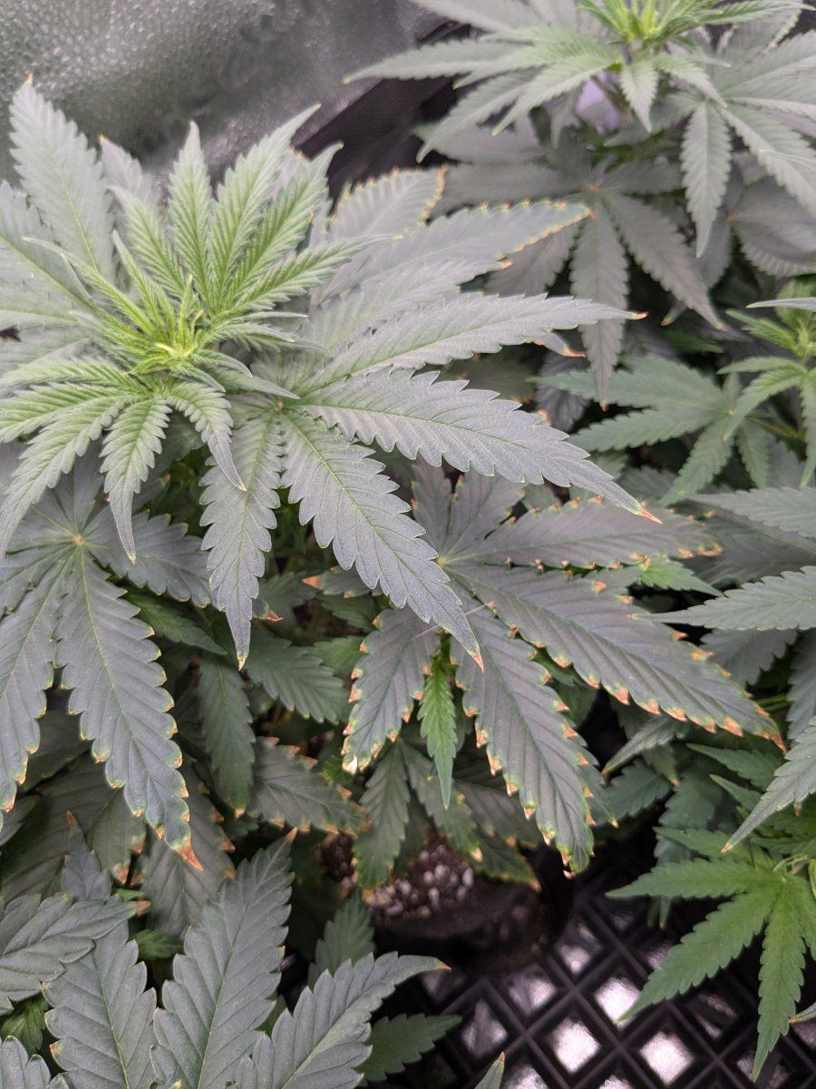PXL 20240805 044504034