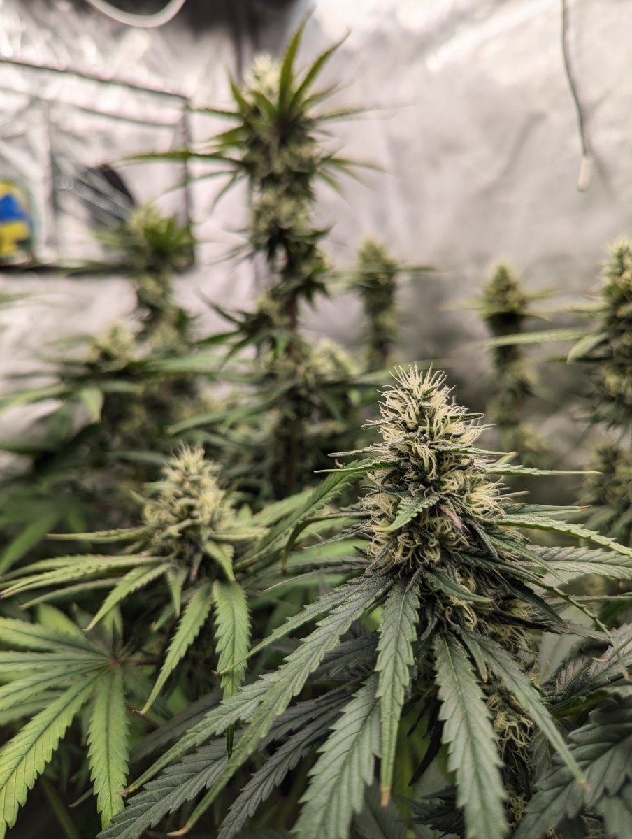 PXL 20241106 203633117