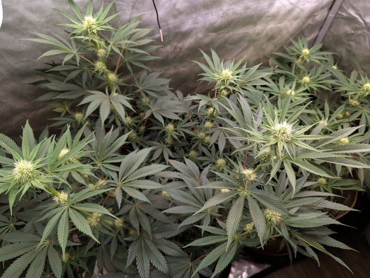 PXL 20250114 201828102