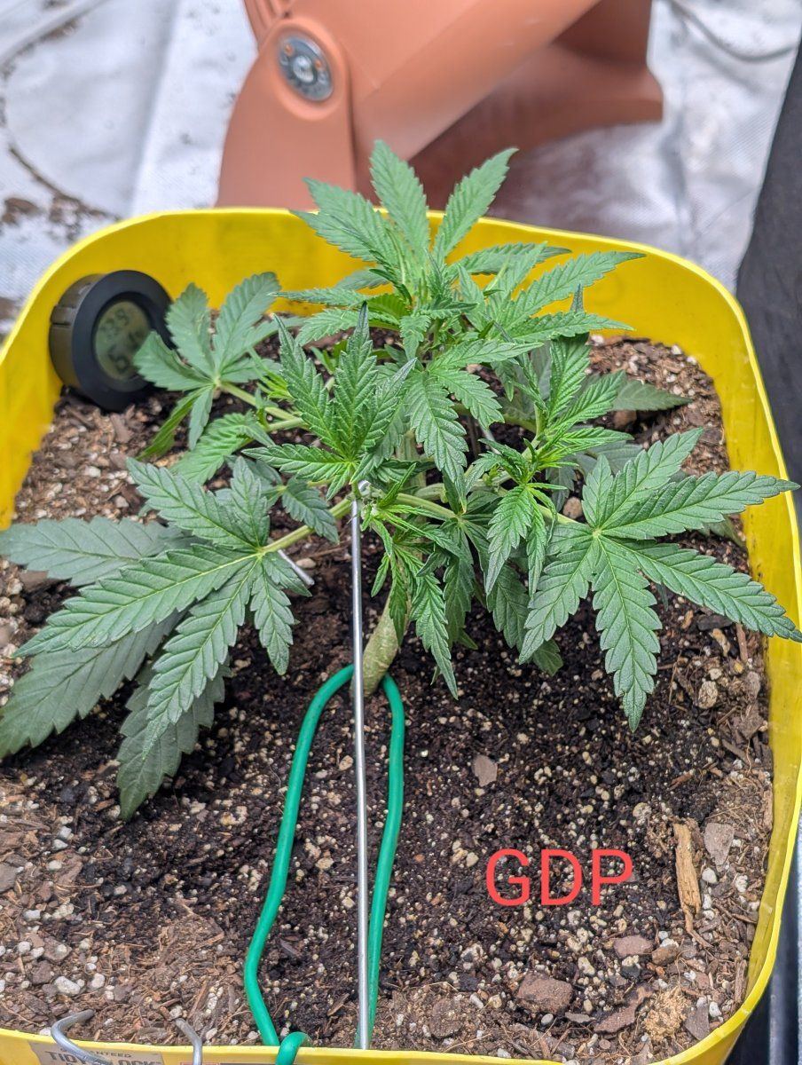 PXL 20250126 2047488952