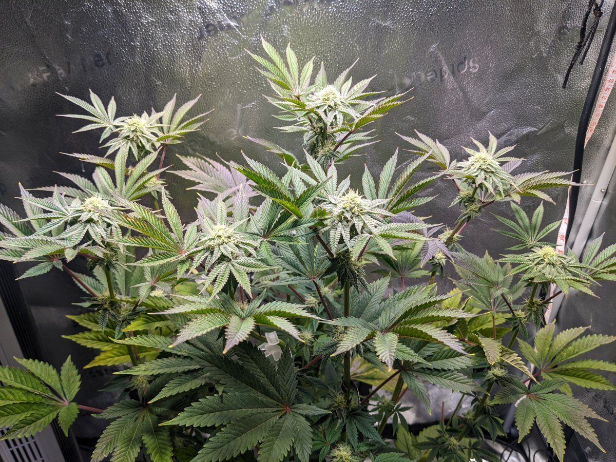 PXL 20250201 051745077
