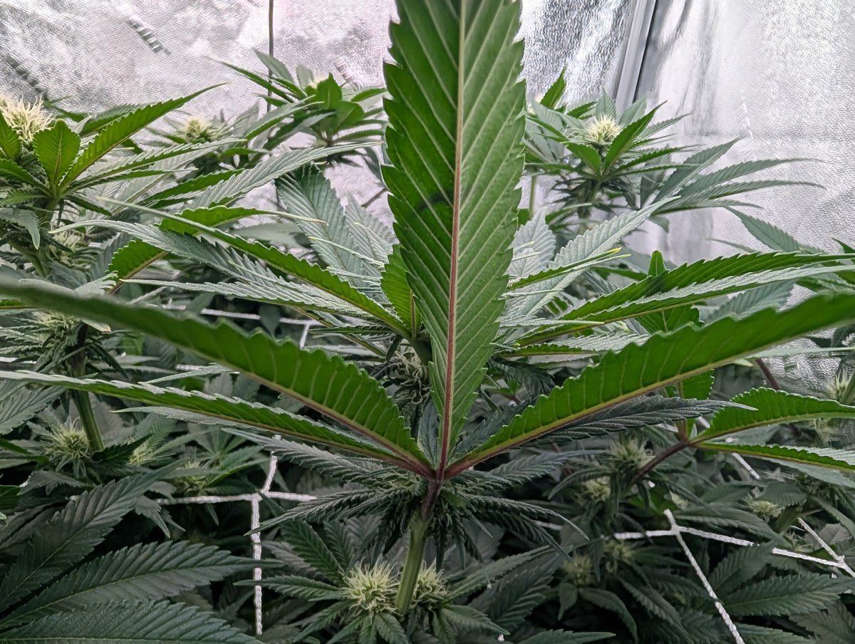 PXL 20250206 1514399712