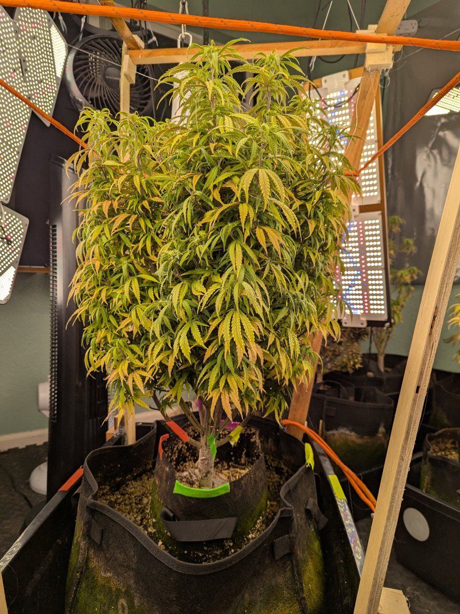 PXL 20250401 003722804