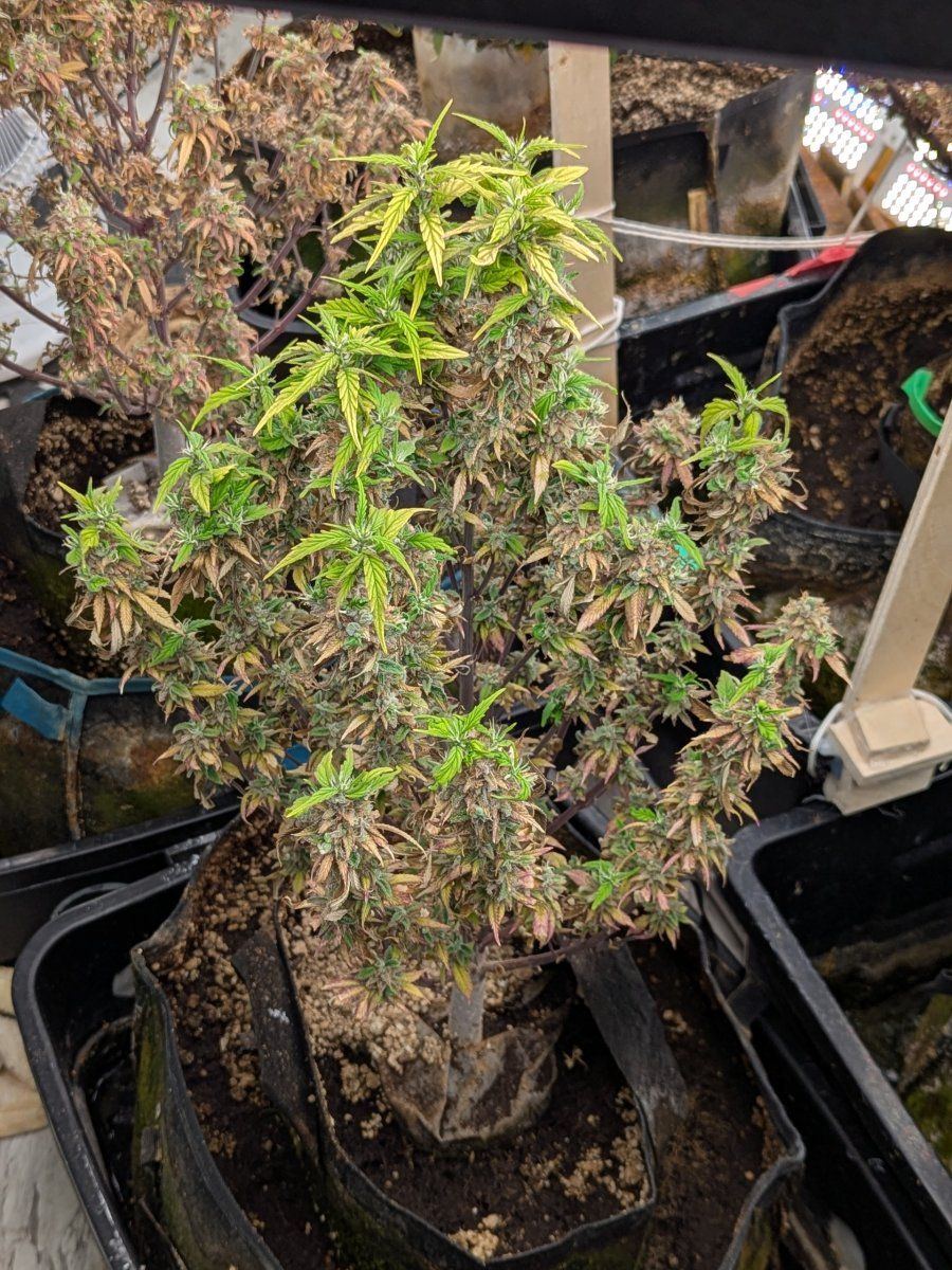 PXL 20250608 233209875
