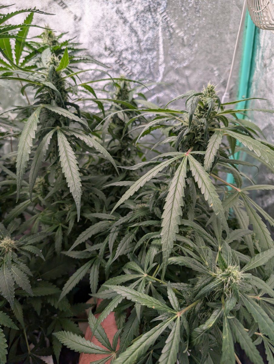 PXL 20250712 115827430