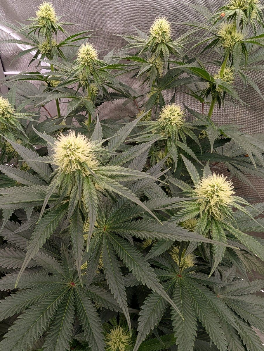 PXL 20250803 2337167512