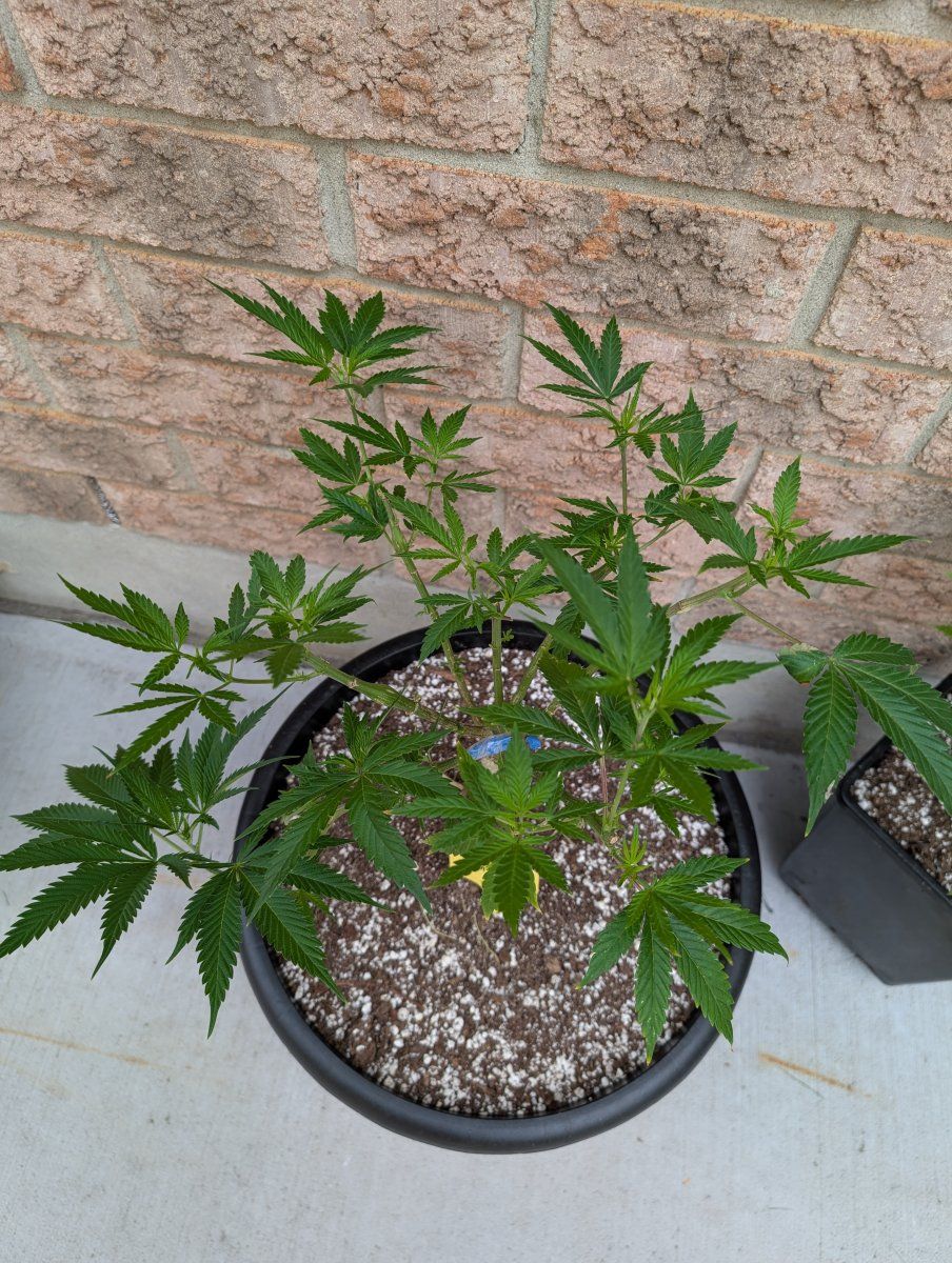 PXL 20250804 120714719