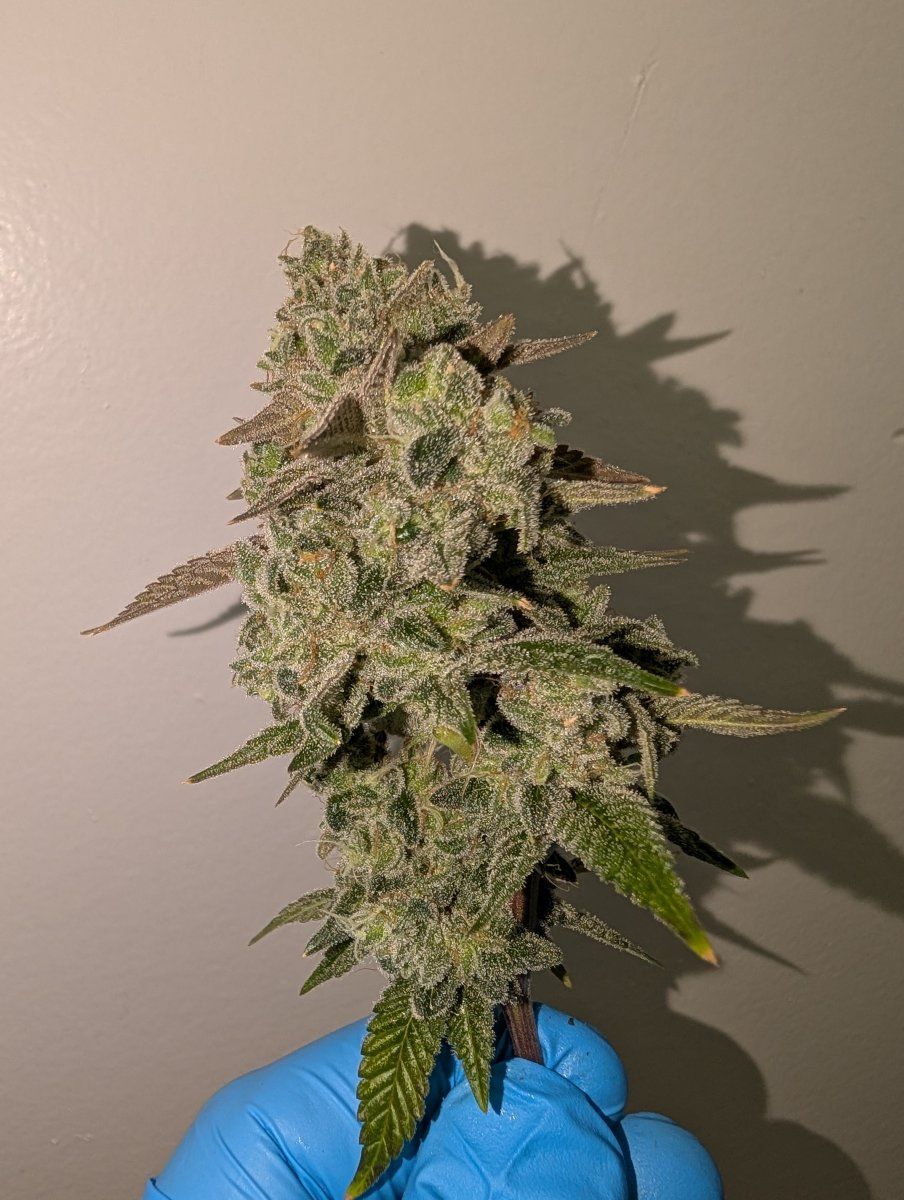PXL 20250804 170434331