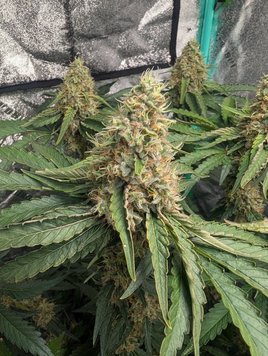 PXL 20250807 104017181