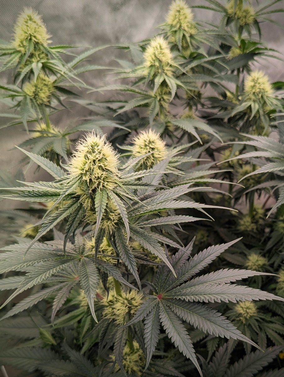 PXL 20250808 025349933