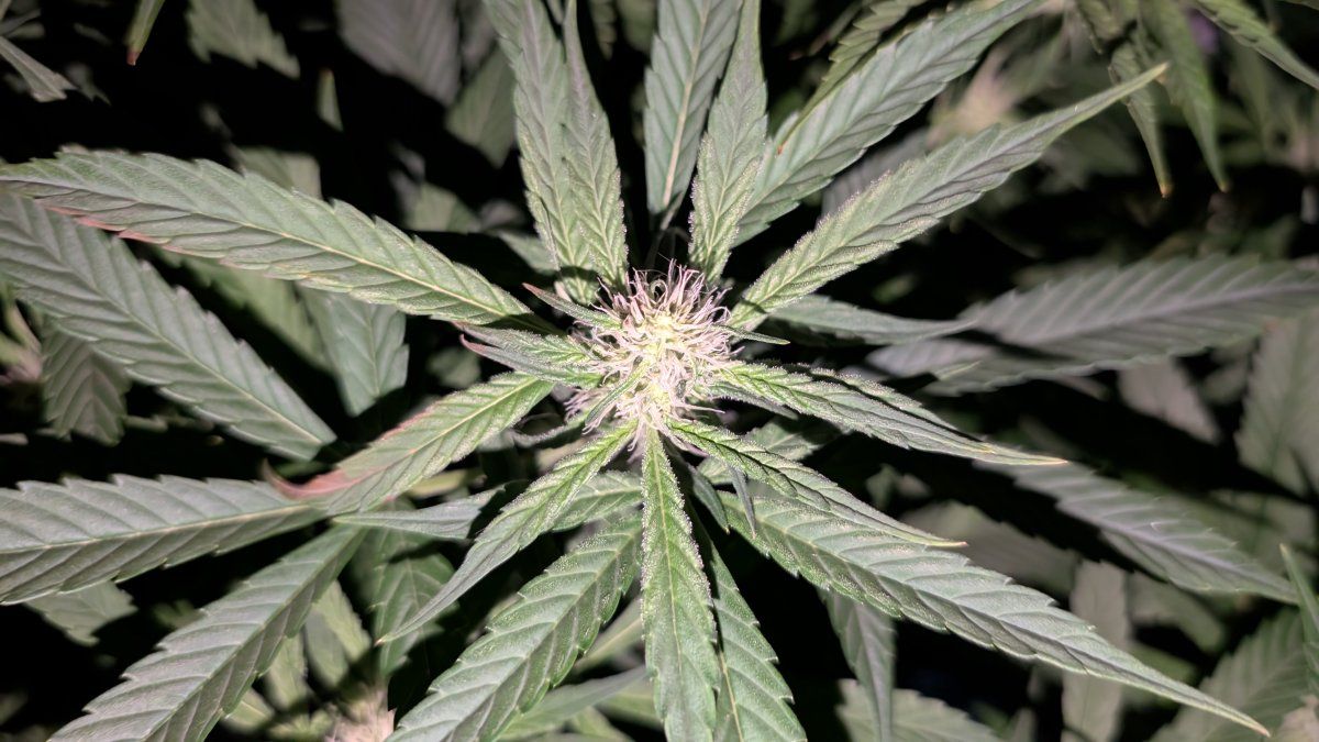 PXL 20250813 070149118
