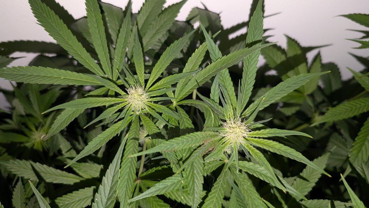 PXL 20250813 070209209