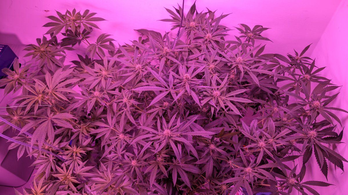 PXL 20250814 064934799