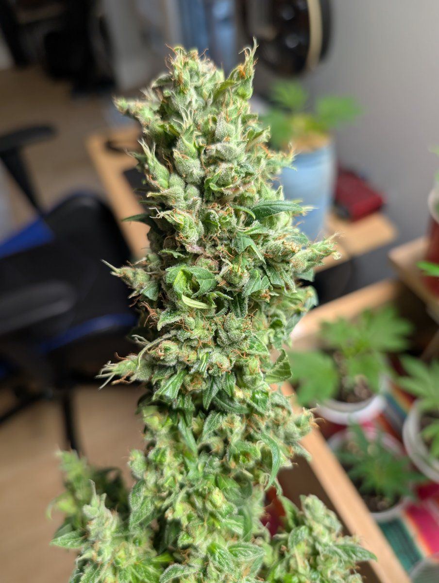 PXL 20250814 134500935